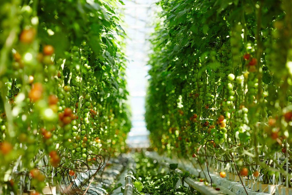 agricultura ecológica