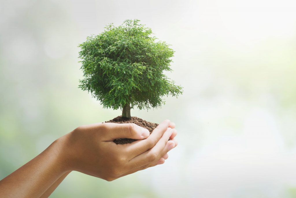 arbol floreciendo